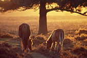 Ponies Grazing by a Pine Tree image ref 265