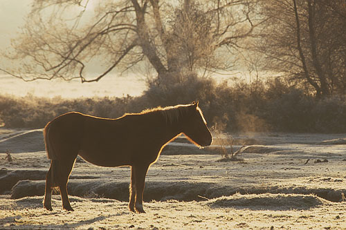 New Forest Ponies : New Forest Pony Warming up on a Frosty Morning