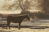 New Forest Pony Warming up on a Frosty Morning image ref 267