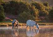 Ponies in Whitten Pond image ref 382