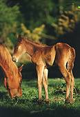 New Forest Foal and Mare image ref 22
