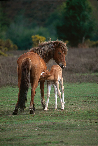 New Forest Ponies : Nursing Mare and Foal