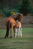 Nursing Mare and Foal image ref 271