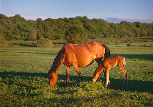 New Forest Ponies : Mare and Foal at Whitefield Moor