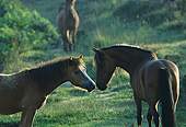 New Forest ponies nose to nose. image ref 48
