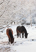 Ponies in the Snow near Bramshaw image ref 334