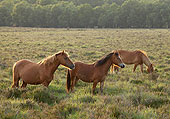 Ponies at Dibden Bottom image ref 358