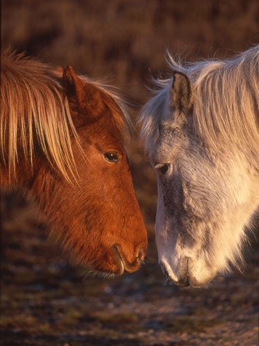 New Forest image: Ponies Nose-to-Nose