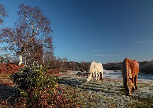 New Forest Ponies : Ponies at Furzley Common
