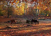 New Forest Ponies in Autumn Woodland
image ref 238