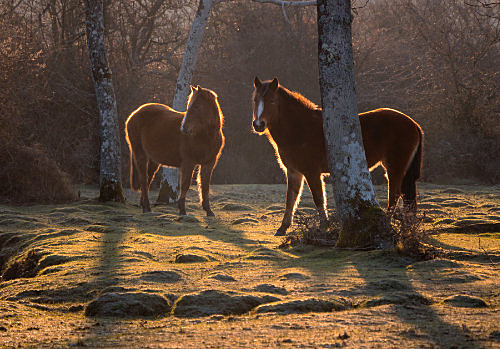 New Forest Ponies : Ponies near Oberwater