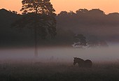New Forest pony on Beaulieu Heath at dawn image ref 108