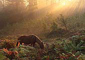 Grazing Pony at Bolderwood Walk image ref 284
