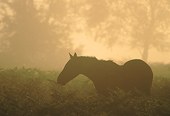 New Forest Pony Browsing on Bracken image ref 44