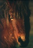 Close up of New Forest pony image ref 15