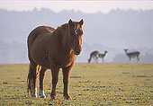 New Forest Pony  and Fallow Deer image ref 268
