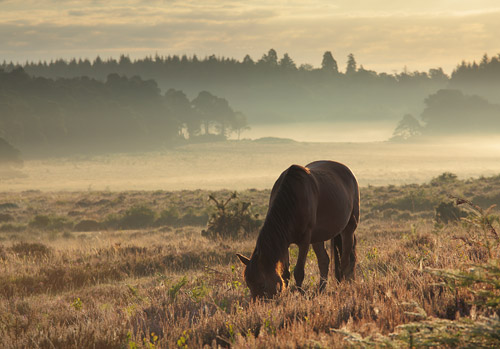 New Forest Ponies : Pony at Markway Hill