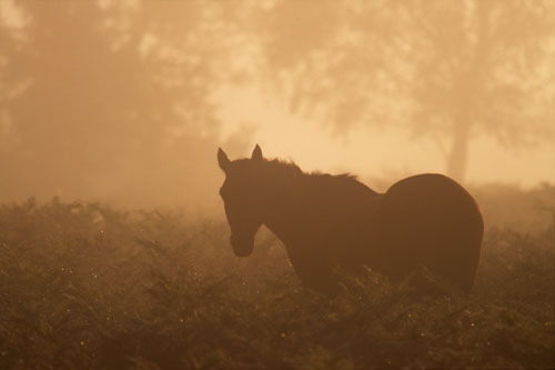 New Forest Ponies : New Forest Pony in the Dawn Mist