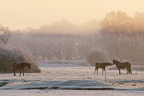 New Forest Ponies : Ponies Sniffing in the Frost