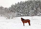 Pony in the Snow at Vinney Ridge image ref 347