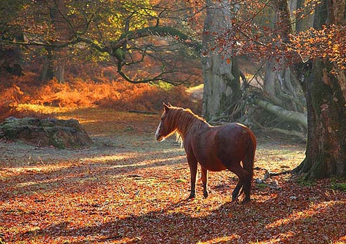 New Forest Ponies : New Forest Pony in Mark Ash Wood in Autumn