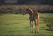 New Forest Pony Foal in evening light image ref 163