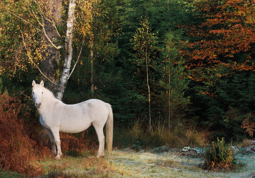 New Forest Ponies : Pony near Rhinefield