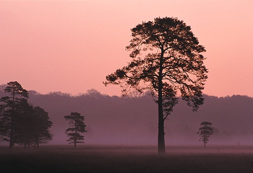 Trees on Beaulieu Heath at Dawn.The pink glow in the dawn sky is diffused by the mist giving a surreal look to the landscape
