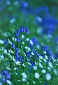Bluebells and Greater Stitchwort image ref 155