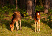 Young Foals near Row Hill image ref 393